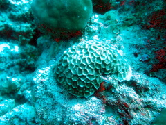 Paramontastraea peresi