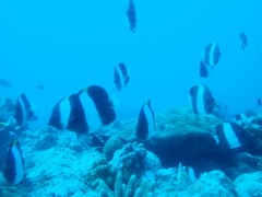 Hemitaurichthys zoster