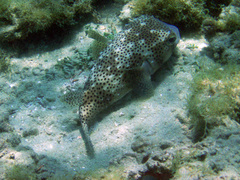 Chilomycterus reticulatus