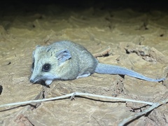 Sminthopsis crassicaudata