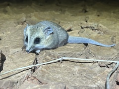 Sminthopsis crassicaudata