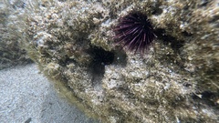 Echinostrephus aciculatus