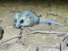 Sminthopsis crassicaudata