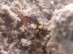 Colpodaspis thompsoni