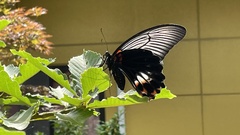 Papilio memnon thunbergii