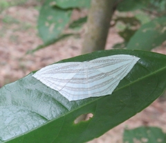 Acropteris leptaliata