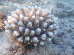 Acropora gemmifera