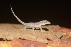 Hemidactylus brookii