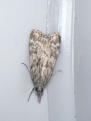 Scoparia ambigualis