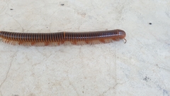 Thyropygus allevatus