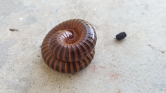 Thyropygus allevatus