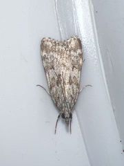 Scoparia ambigualis