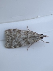 Scoparia ambigualis
