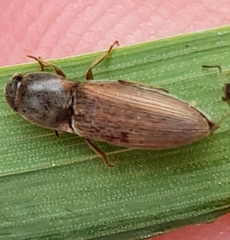 Agriotes lineatus