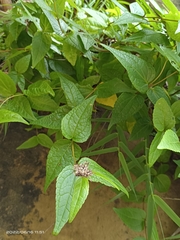 Eupatorium kiirunense