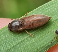 Agriotes lineatus