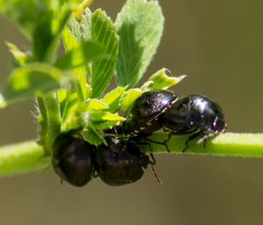 Coptosoma scutellatum