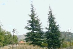 Cedrus brevifolia