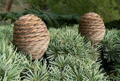 Cedrus brevifolia