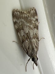 Scoparia ambigualis
