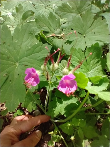 Geranium macrorrhizum