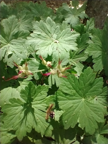 Geranium macrorrhizum