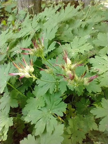 Geranium macrorrhizum