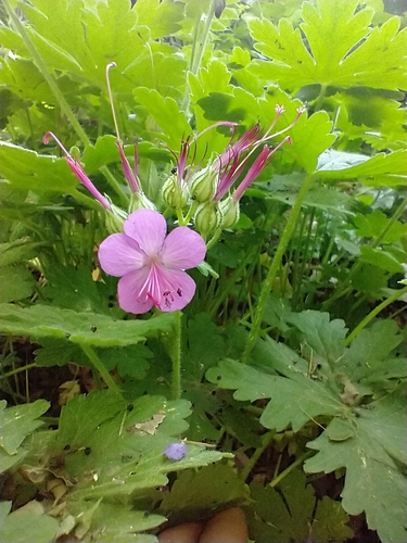 Geranium macrorrhizum
