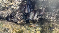 Holothuria cinerascens