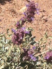 Salvia dorrii
