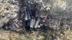 Holothuria cinerascens