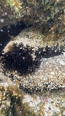 Holothuria cinerascens