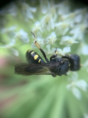 Ectemnius