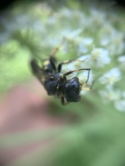 Ectemnius