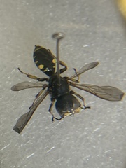 Ectemnius