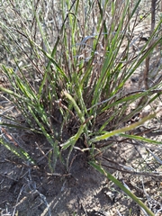 Corymbium villosum