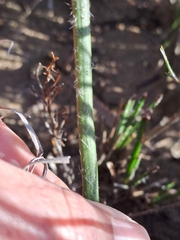 Corymbium villosum