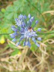 Allium caeruleum
