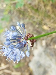 Allium caeruleum
