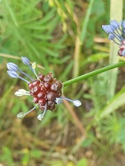 Allium caeruleum