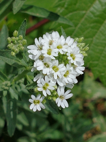 hoary alyssum