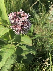 Asclepias speciosa × syriaca