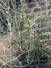 Diplotaxis tenuifolia