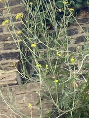 Diplotaxis tenuifolia