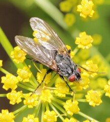 Dinera ferina