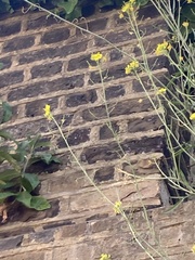 Diplotaxis tenuifolia