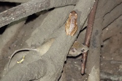 Melomys burtoni