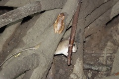 Melomys burtoni