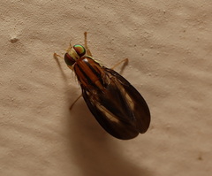 Clusiosomina puncticeps