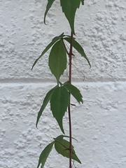 Parthenocissus quinquefolia